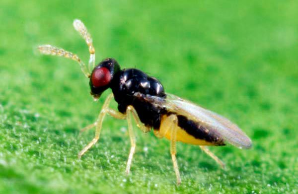 Psyllid Parasitoid Releases Hit Milestone in CA | AgNet West