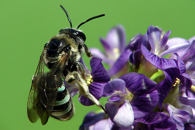 bee