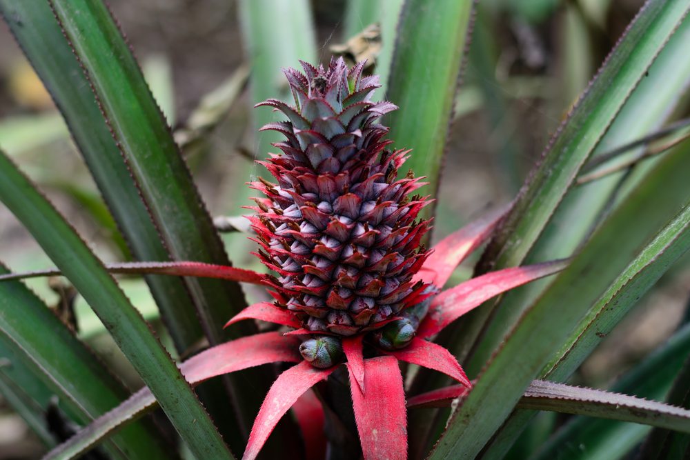 homegrown pineapple