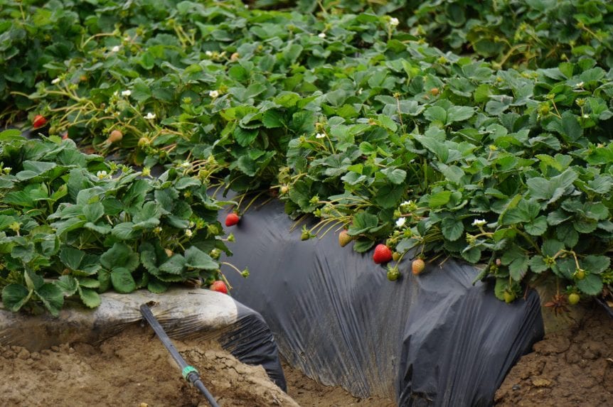 strawberry varieties