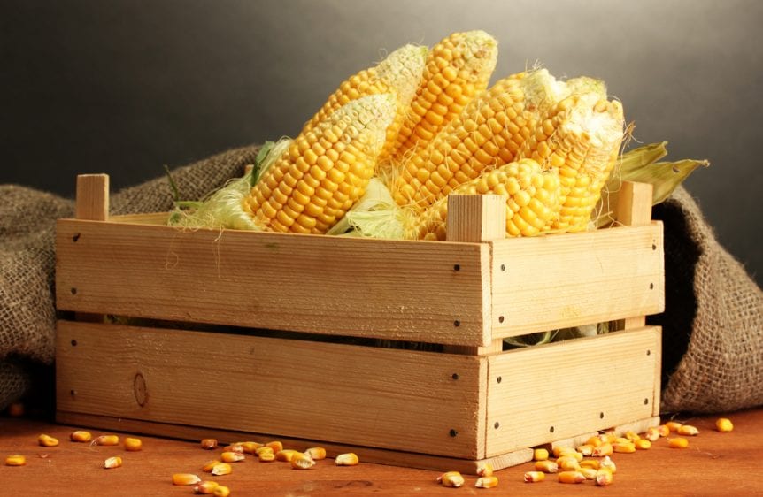 corn