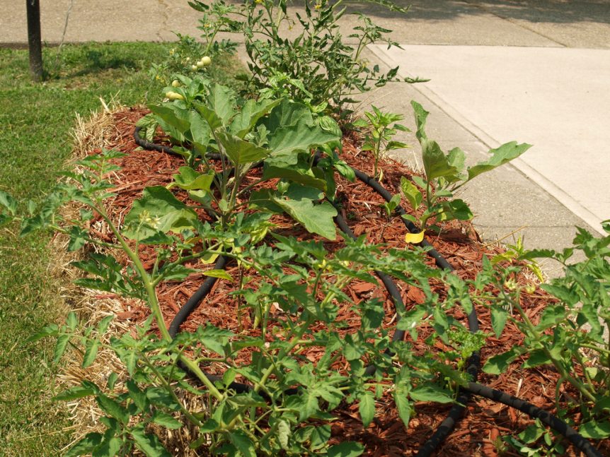 straw bale garden