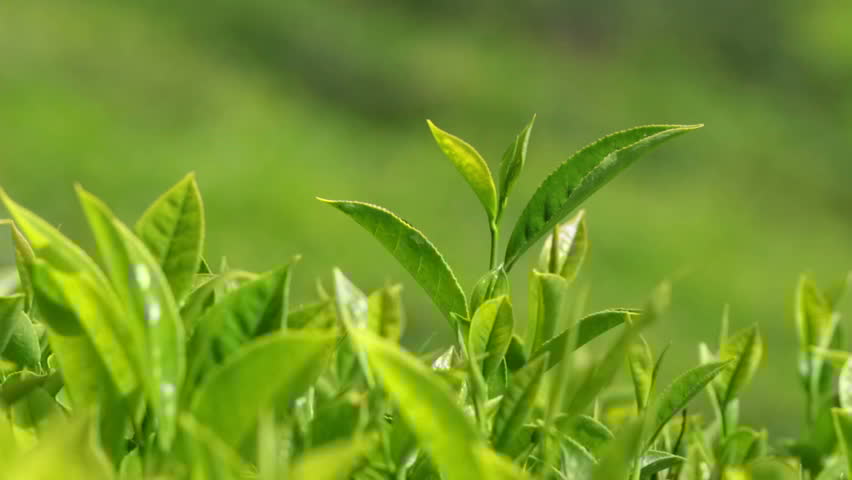 American grown tea