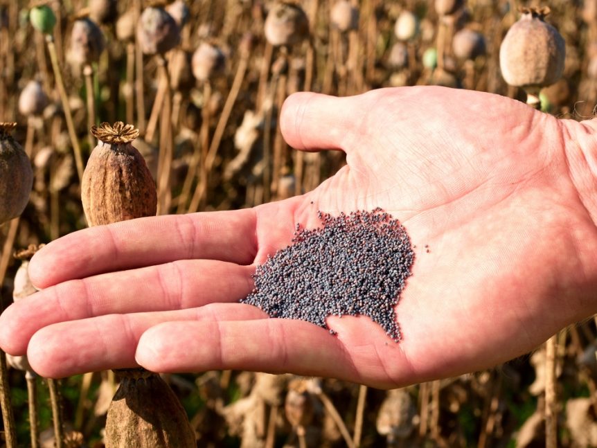Man hand open poppy head in field. Check of poppy quality. Field with brown ripened Papaver somniferum, the type of poppy from which opium and many refined opiates are extracted.