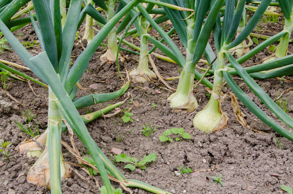 Stop The Rot Project To Combat Onion Bacterial Diseases