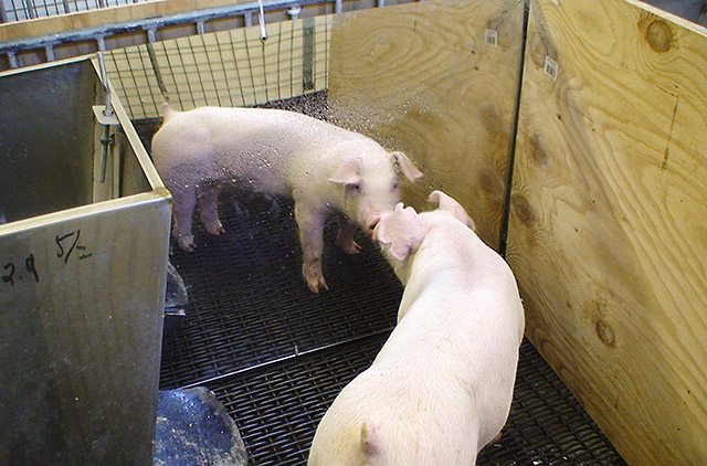 pig pens mirror mat