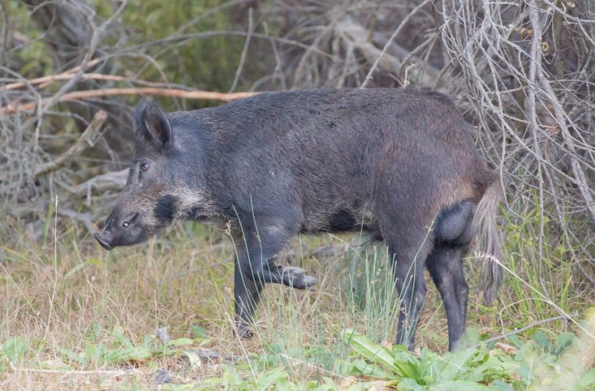 feral hogs