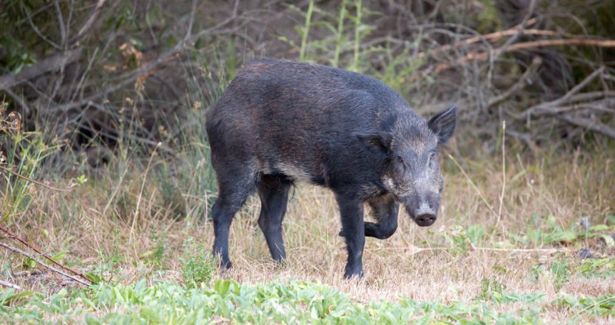 wild hog diseases