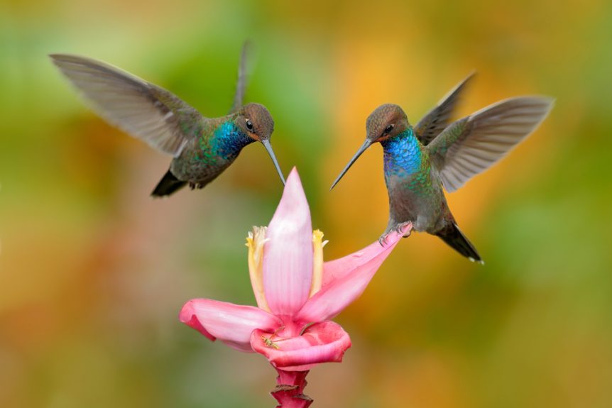 attract hummingbirds