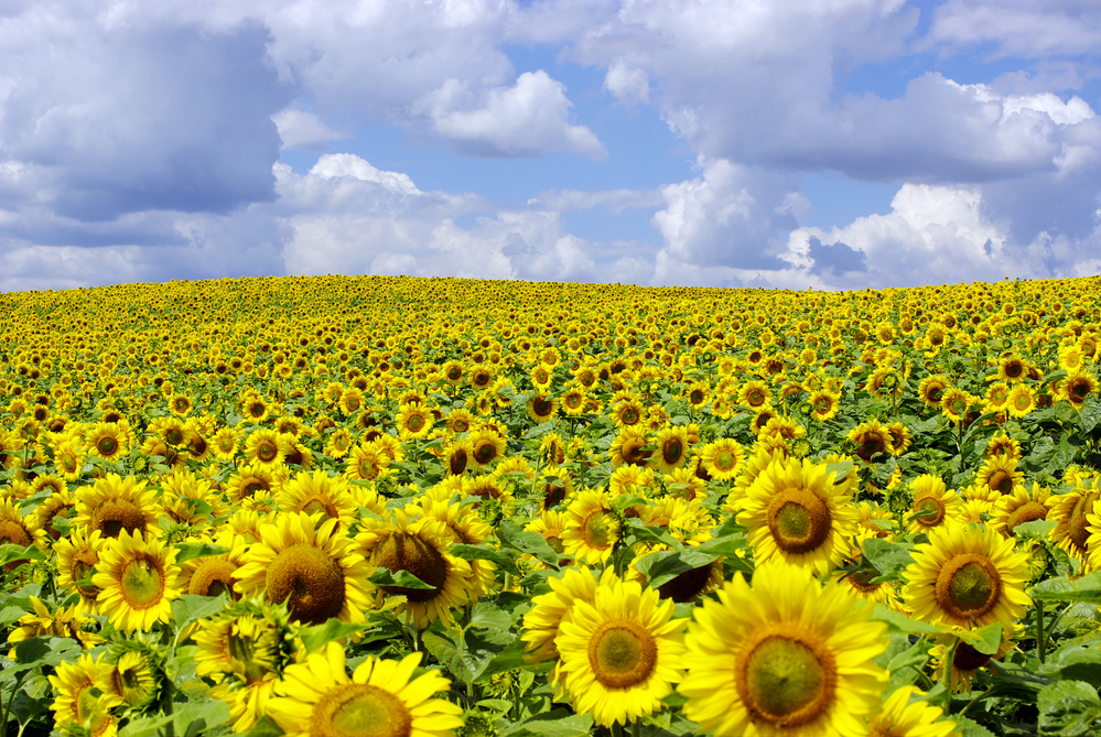 Ag Economy Barometer