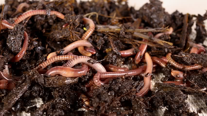 red worm composting
