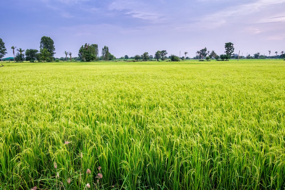 New Resource for Integrated Weed Management in Rice | AgNet West