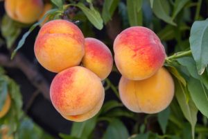 Peach Crop