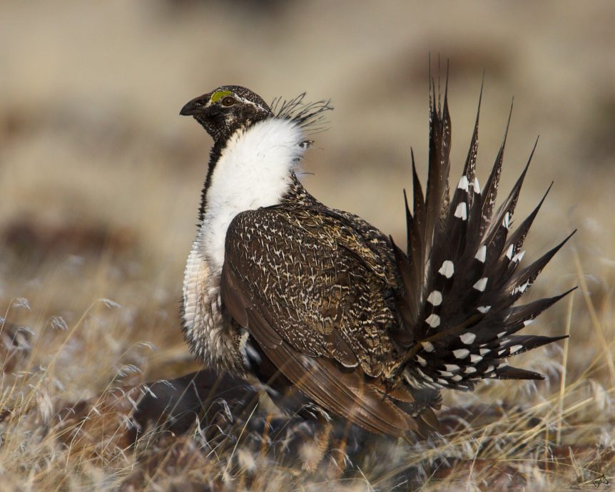 sage grouse