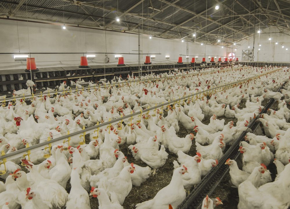 New Biosecurity Campaign to Protect Live Poultry | AgNet West