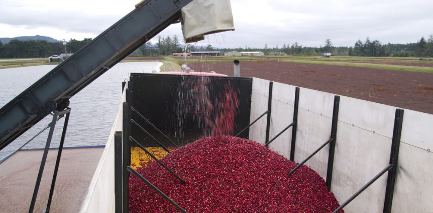 cranberries