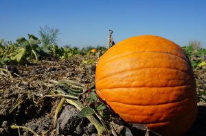 Pumpkin Varieties