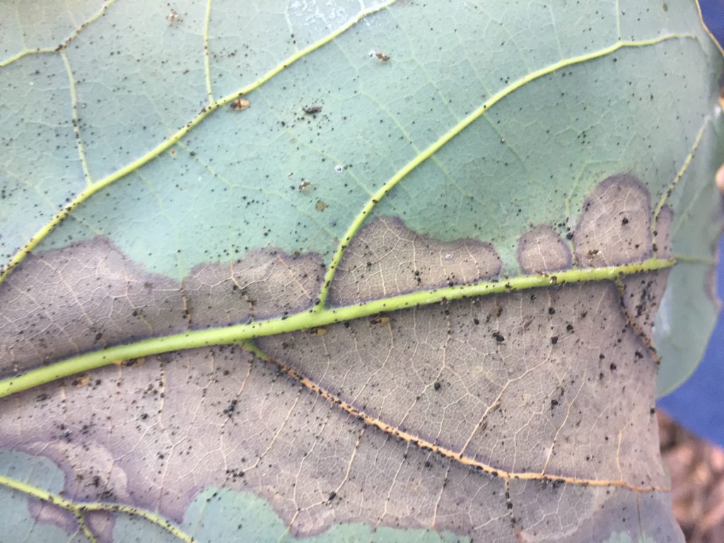 Avocado Lace Bug Increasing Presence in California | AgNet West