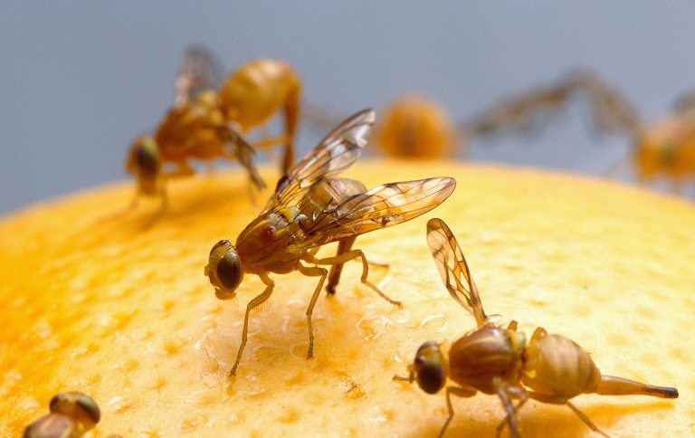 Fruit Flies