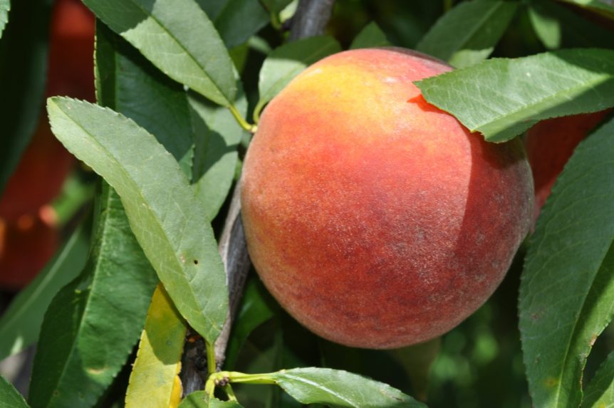 florida peaches