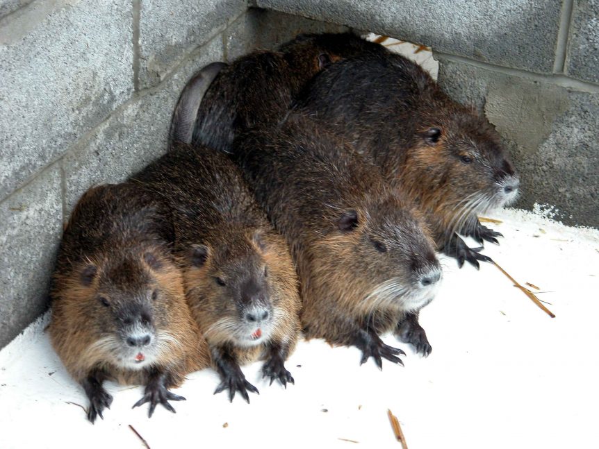 nutria