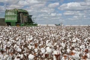 cotton acreage