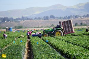 Agricultural Worker Safety 