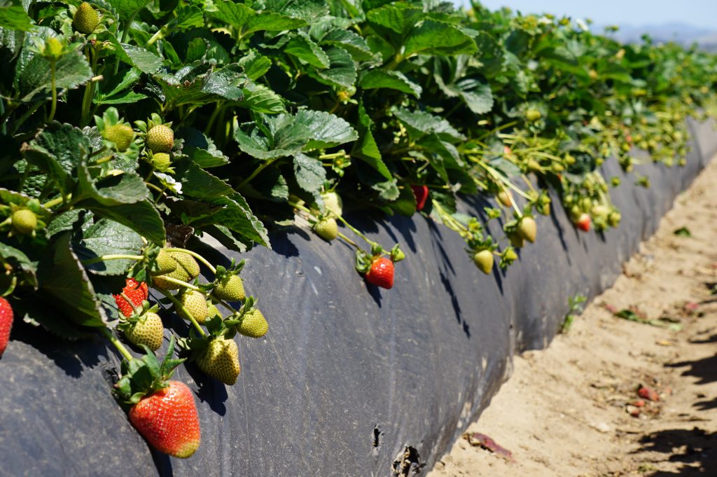 California strawberries experience storm damage nearing 200 million