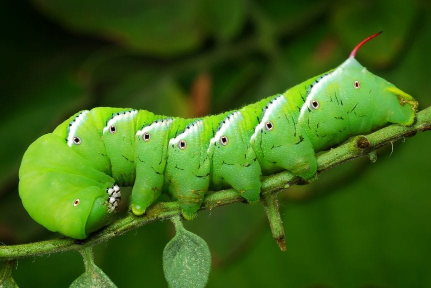 hornworms