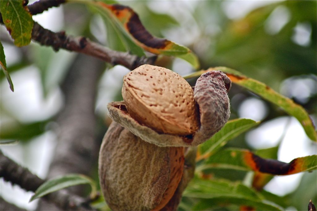 Almond Growers