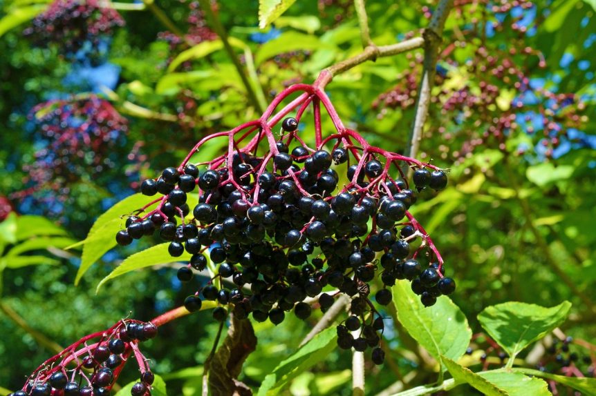 elderberries