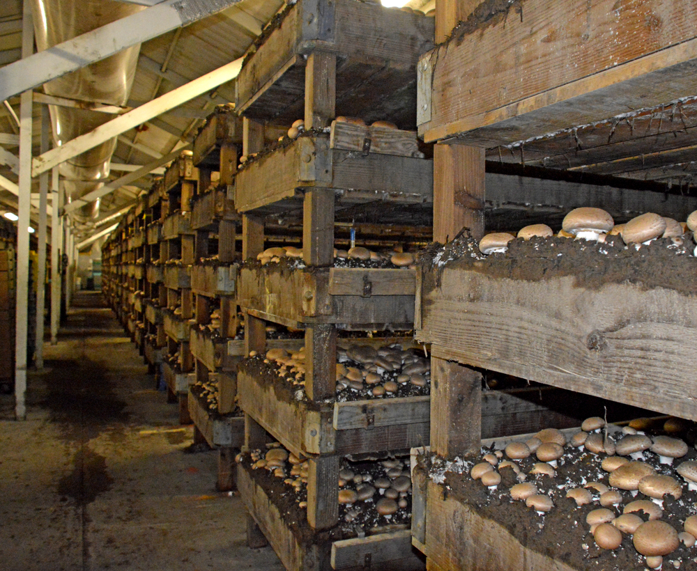 organic mushroom growers
