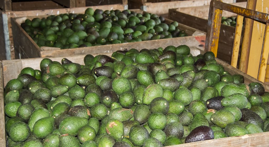 Avocado Imports From Mexico Resume