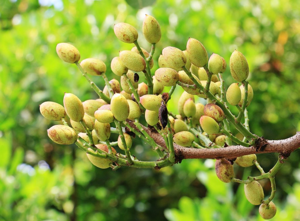 Pistachio Production