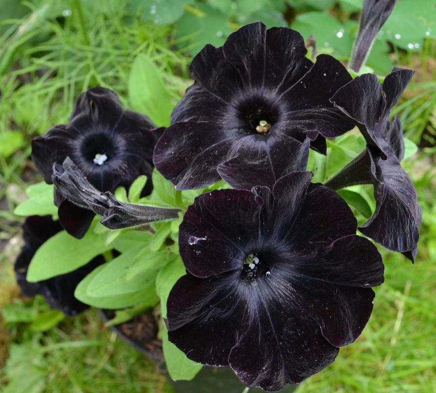 black flowers