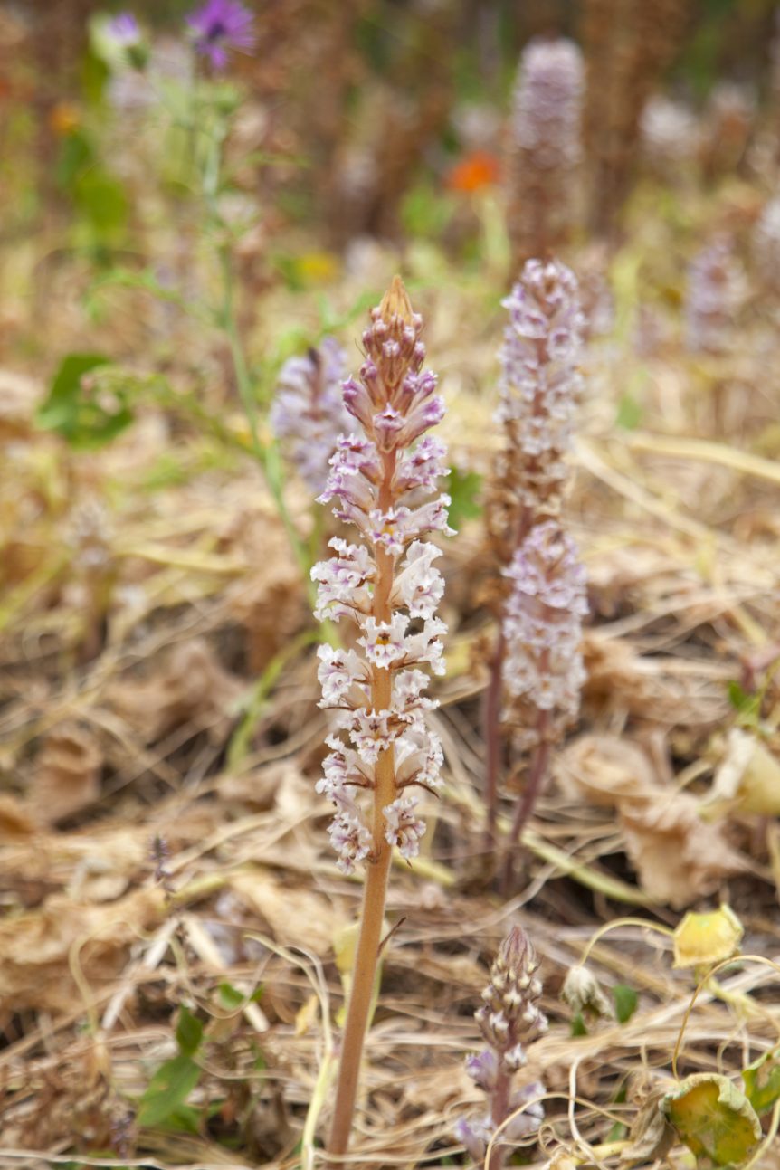 broomrape