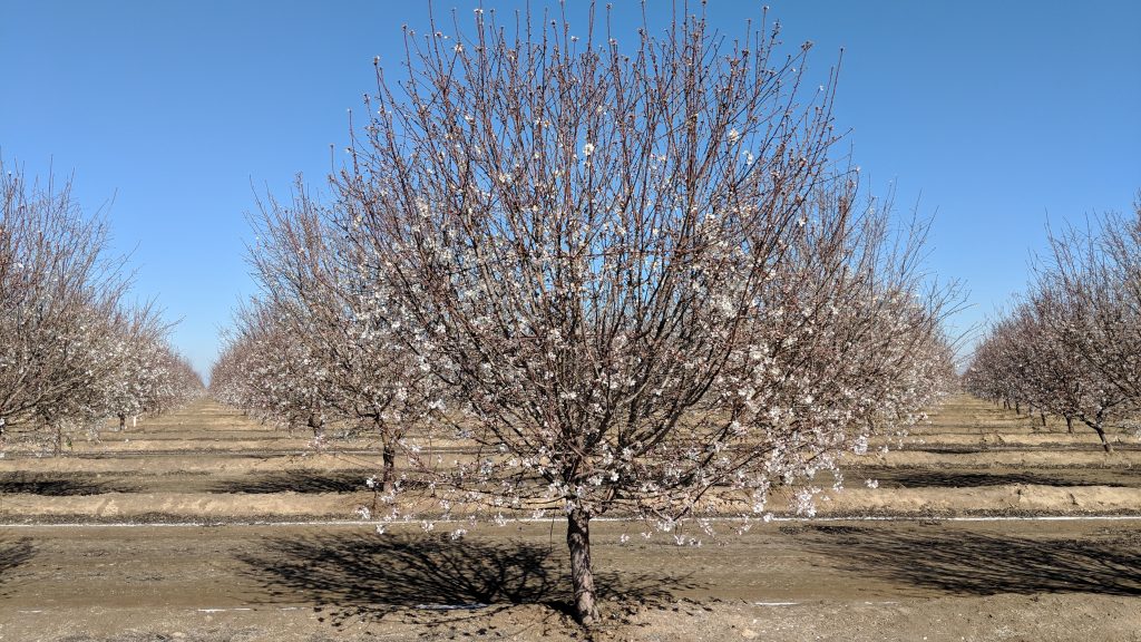 Almond Industry