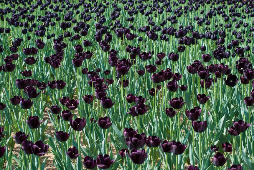 black flowers
