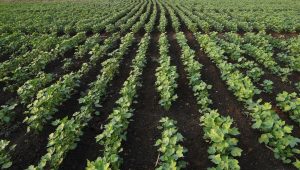Cotton Plantings 