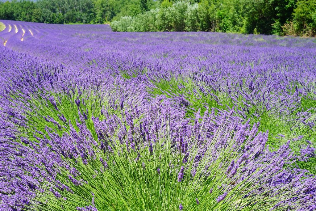 How To Care For Your Lavender Plants Agnet West Care