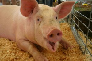 Genetically Modified Pigs 