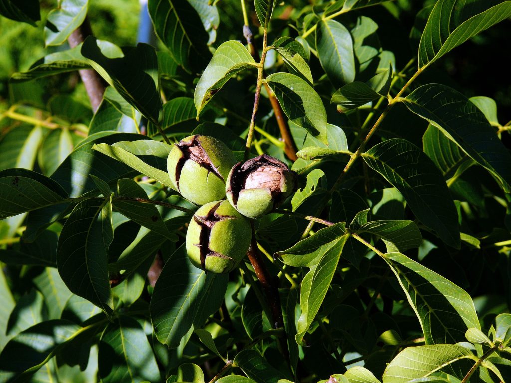 California walnut growers