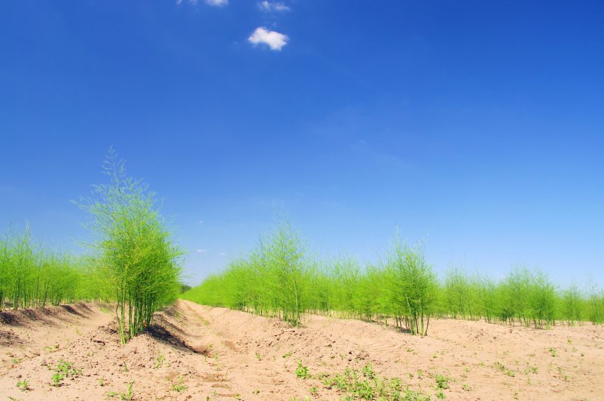 california asparagus