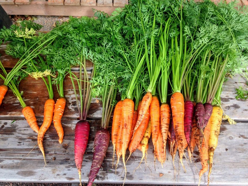 carrot varieties