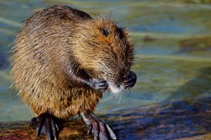 Nutria Eradication Control Act 