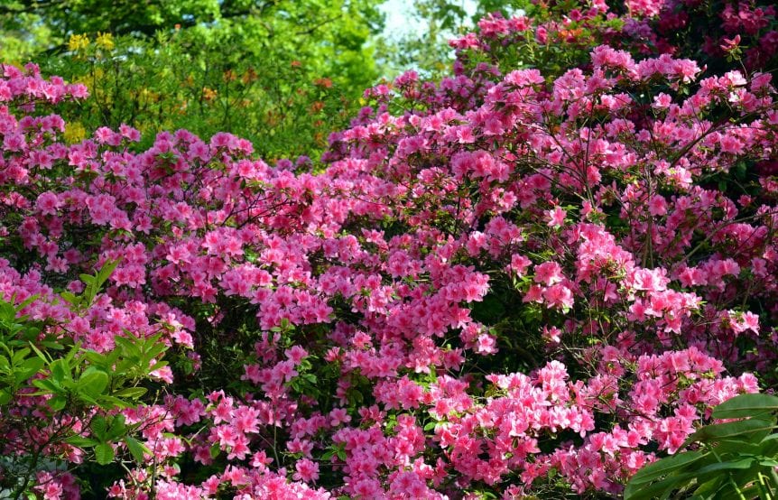 flowering bushes