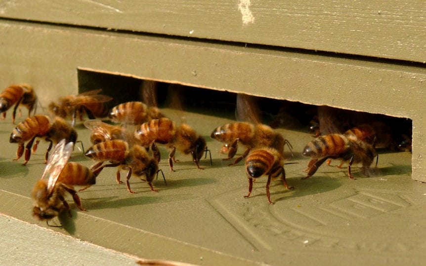 honey bees