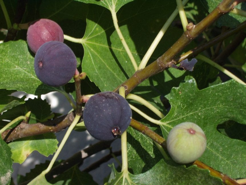 fig crop
