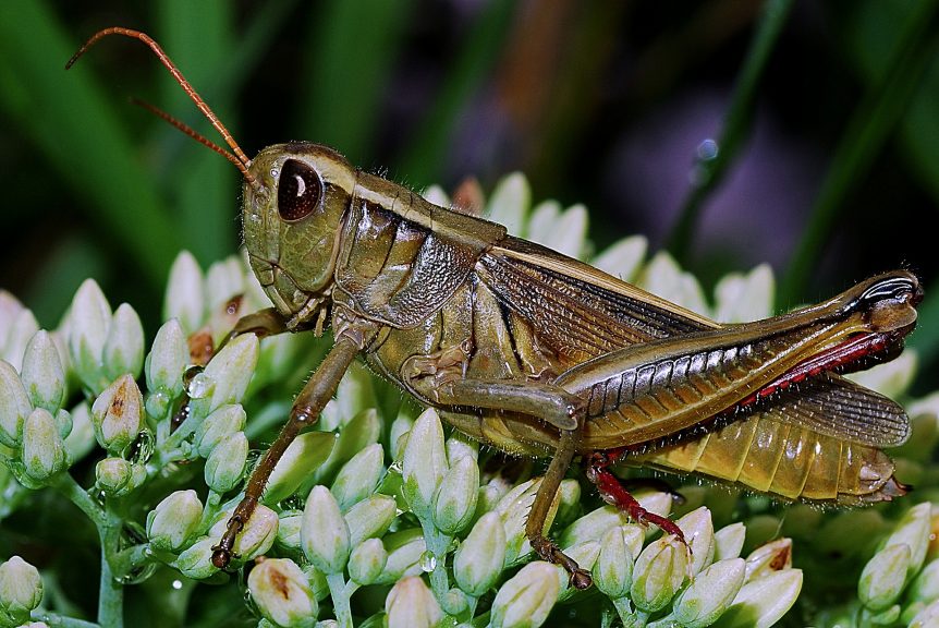 grasshoppers
