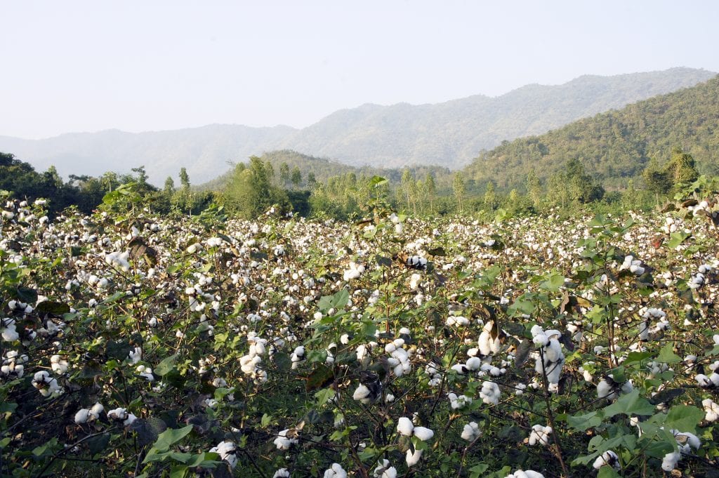 cotton crop